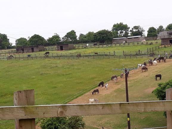 Donkey Sanctuary